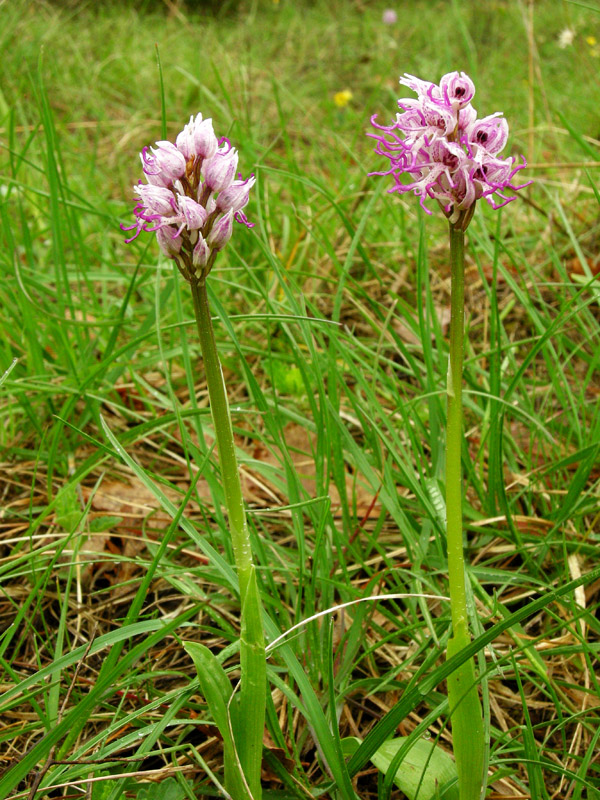 Orchidee del Chianti 2009